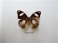 藏品(雌擬幻蛺蝶)的圖片